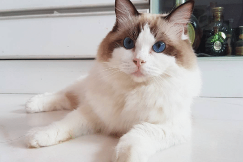 周公解梦，梦到自己抱只猫特亲，寓意温馨与亲密关系的解读