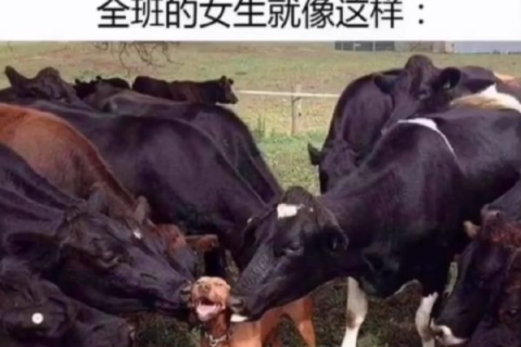 解梦，梦见狗变成一头牛
