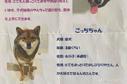 周公解梦，梦见大姑家宠物狗，竟能言立行走，梦境奇谈