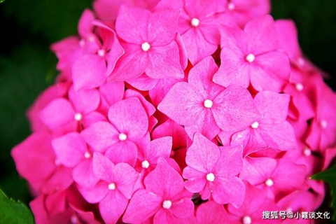 梦见蛇，潜意识的隐秘语言与心灵深处的启示