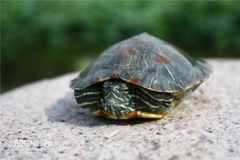 梦境的启示，解析梦到别人的乌龟放到自己这里死掉了的深层含义