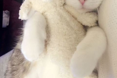 梦境解析，梦见猫在被窝的深层含义
