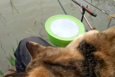 梦境奇遇，梦见钓鱼却钓到猫，寓意何在？