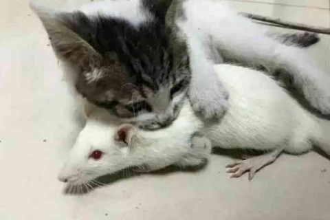 梦境解析，猫吃老鼠吃出一嘴血，潜意识的警示与启示