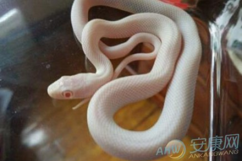 女生梦见被蛇咬手，梦境背后的深层含义与心理解析