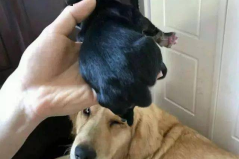 孕期梦境解析，怀孕梦见被黑母狗咬住不放的深层含义