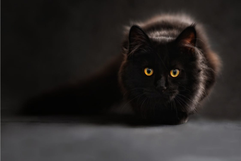 梦之解析，黑猫之梦——寓意深远还是偶然之谈？
