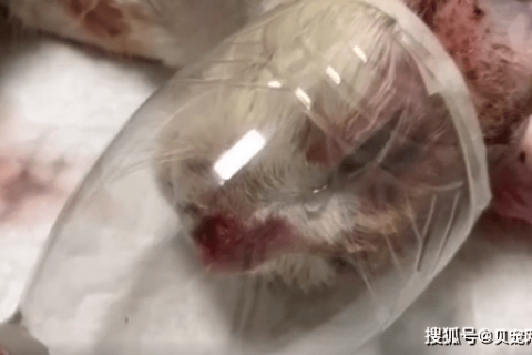 怀孕三月梦境，血染死猫之谜与心灵深处的隐喻