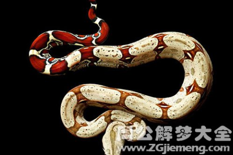 周公解梦，蛇讨要吃的，寓意何在？