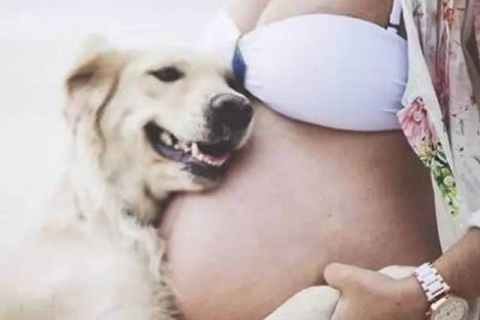 孕妇梦境中的守护者，狗与鼠的和谐共舞