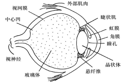 周公解梦，梦见自己头顶右侧长白头发，寓意何在？
