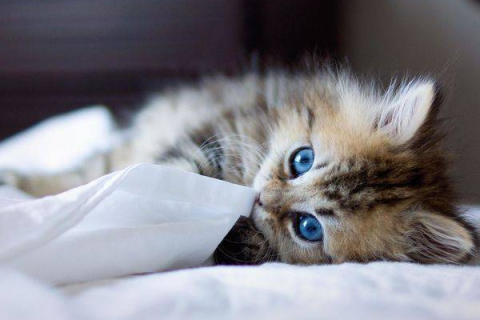 梦见被猫咬了脸，梦境背后的深层解析与心理启示