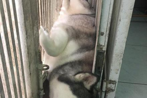 梦见狗咬破了是什么意思,探索梦境背后的深层含义与心理解析 梦见狗咬破了是什么意思,探索梦境背后的深层含义与心理解析