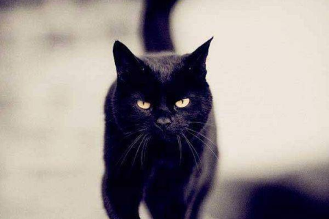 梦见死猫，梦境背后的深层含义与解析