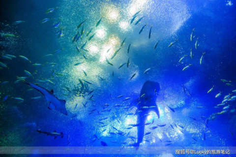 梦境之旅，与爱人共渡大海，情感深处的探索与启示