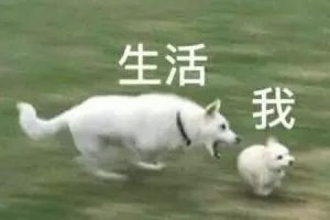 梦境解析，为何会梦到被好多猪追且咬了手？