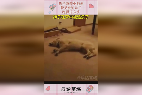 梦见被自己的大狗咬了好几次，解读梦境中的警示与启示