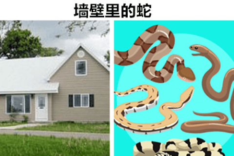 梦境解析，家中蛇影与内心世界的深层对话