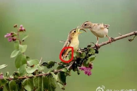 梦见很多白色小鸟，纯洁与希望的预兆