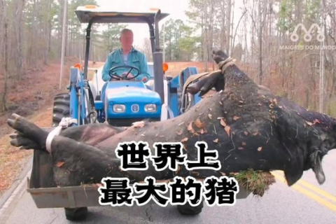 梦境解析，梦见大汽车装载猪只从门前经过的象征意义
