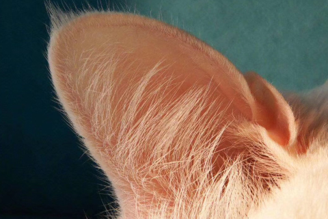 梦到猫抓自己，预示未来变化与内心焦虑的梦境解析