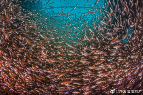 梦海深处，大鱼遨游——探索梦境中的海洋与鱼群象征意义