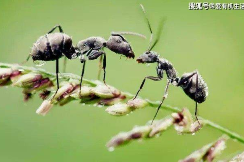 梦见大黑蚂蚁，探索梦境背后的深层含义与启示