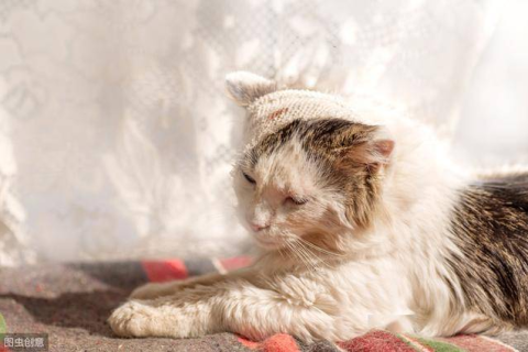 9梦见猫受伤了，梦境背后的深层含义与心理解析