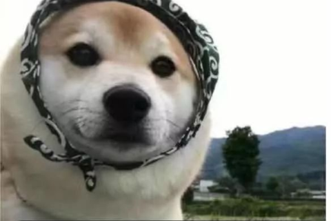 梦境解析，小黑狗轻咬手指的深层含义