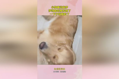 做梦梦到挨狗咬了，探索梦境背后的深层含义与心理预兆