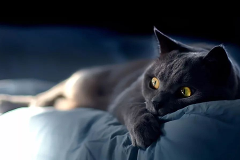 梦里梦见一只全黑的猫咬到不放，潜意识的隐喻与心灵深处的启示