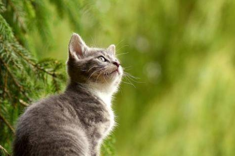 做梦梦到猫是怎么回事，探索梦境中的神秘访客