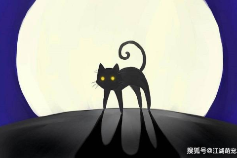 梦见很多黑猫，探索梦境背后的深层含义与心理解析