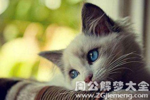 梦见老公身上有一只猫，梦境背后的深层含义与解析