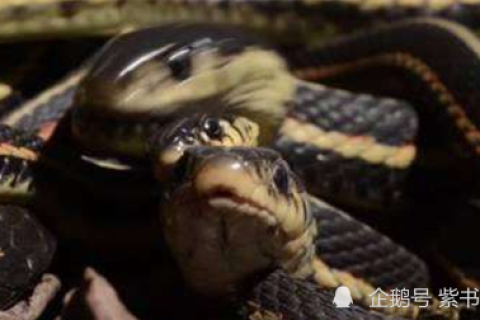 老公梦见蛇在追他还缠住了，解读梦境背后的深层含义