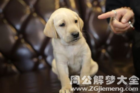 梦见狗很亲近自己，解读梦境中的忠诚与信任