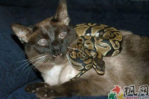 梦见猫吃蛇，潜意识中的平衡与转变