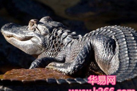 梦见鳄鱼在我身边跑过去咬别人，梦境背后的深层解析与心理启示