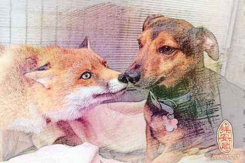 大师帮我解梦，狐狸与狗的神秘交织