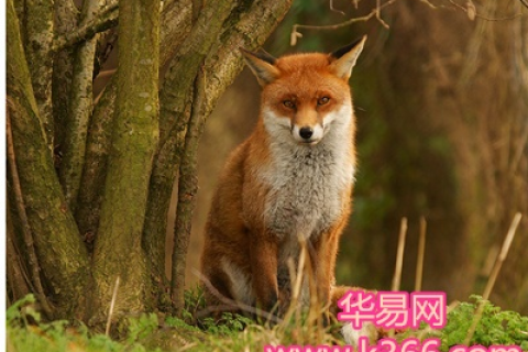 梦境中的神秘访客，孕妇梦见狐狸的预兆解析