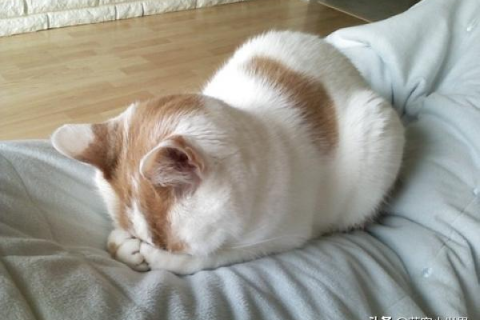 梦见朋友的猫睡觉打呼噜，梦境背后的深层含义与解析