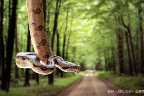 梦见被蛇咬，梦境背后的深层含义与心理解析