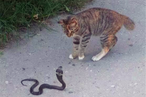 梦见蛇变成猫，潜意识中的转变与自我认知的启示