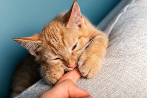 梦见一只可爱的猫赖着我总是咬着我的手指头吸，解读梦境中的温柔与依赖