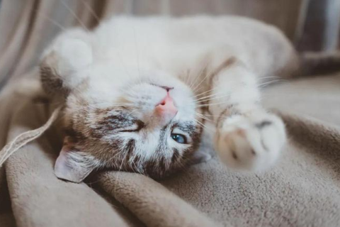 梦见被好多只猫咬，探索梦境背后的深层含义与心理解析