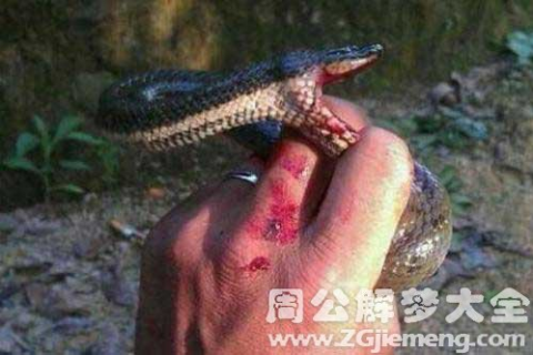 梦境预兆与现实，解析蟒蛇之梦与潜在危机