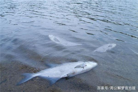 问周公解梦，自己在水里捞出死鱼是怎么回事？