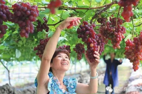 梦见吃葡萄，梦境中的甜蜜预兆与现实生活的寓意解析