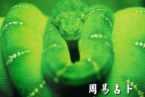 梦见青蛇，周公解梦与深层含义解析