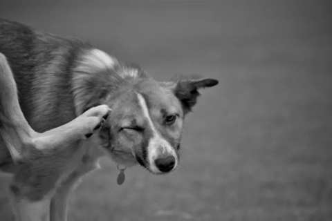 梦境警示，家中突现恶犬，孩子受惊，解读梦境背后的深层含义